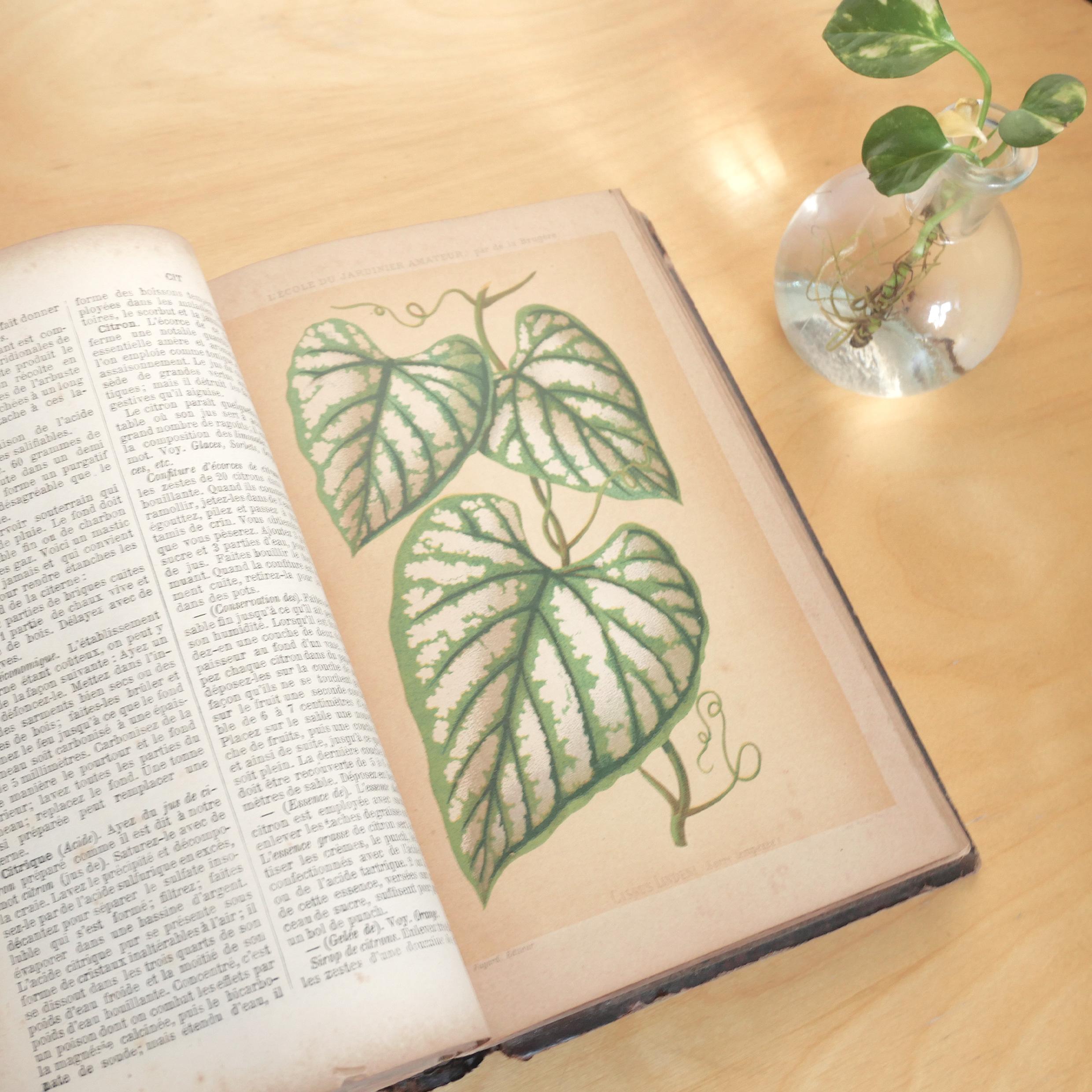 Recueil ancien ouvert sur une planche gravée de feuilles, à côté d'une bouture dans un vase