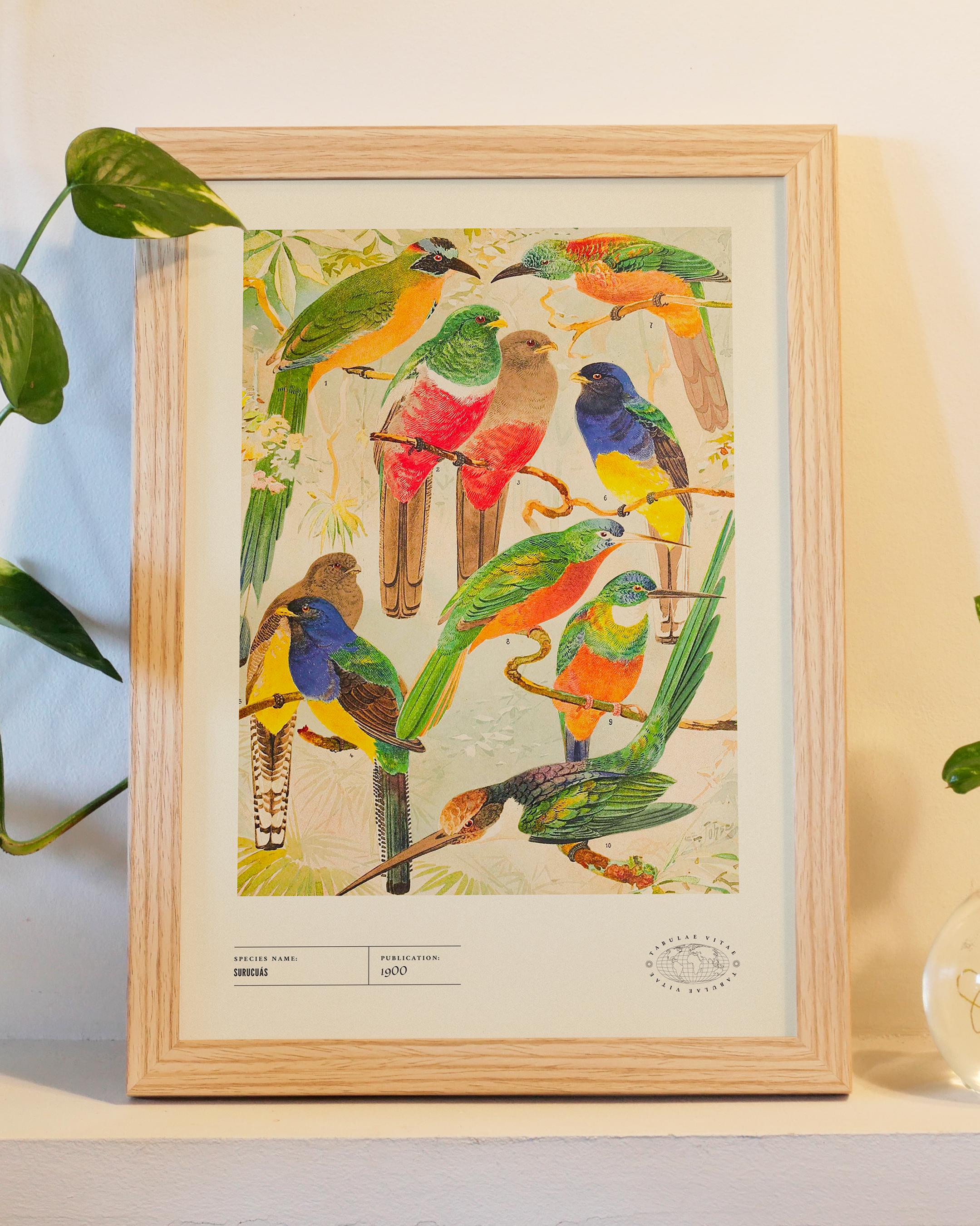 Affiche Surucuás d'Amazonie 1900 encadrée de chêne clair : oiseaux tropicaux verts, rouges, bleus et orangés